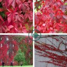 Parthenocissus Quinquefolia Virginia Creeper 40 Seeds