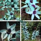 Ixia Viridiflora 2 Seeds