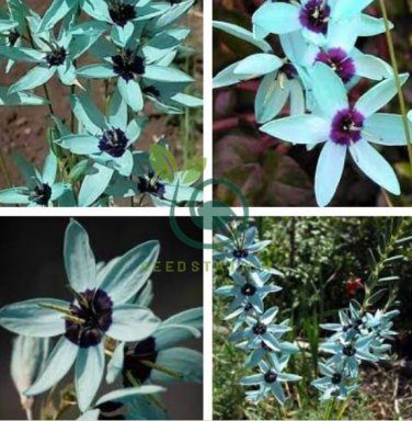 Ixia Viridiflora 2 Seeds