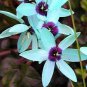 Ixia Viridiflora 2 Seeds