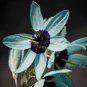 Ixia Viridiflora 2 Seeds