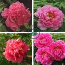 Heirloom 'Ni Hong Huan Cai' Red Golden Rare Peony Plant Flower 10 Seeds