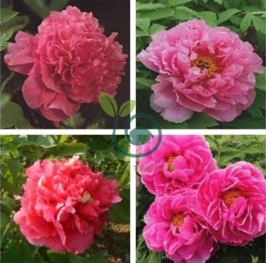 Heirloom 'Ni Hong Huan Cai' Red Golden Rare Peony Plant Flower 10 Seeds