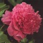 Heirloom 'Ni Hong Huan Cai' Red Golden Rare Peony Plant Flower 10 Seeds