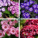 Mixed 9 Colors Florist's Cineraria 60 Seeds