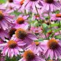 Rare Deep Pink Echinacea Purpurea Coneflower Flowers 200 Seeds