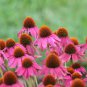 Rare Deep Pink Echinacea Purpurea Coneflower Flowers 200 Seeds