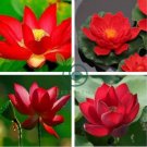Super Red Bonsai Lotus Nelumbo Nucifera Flower 2 Seeds