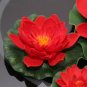 Super Red Bonsai Lotus Nelumbo Nucifera Flower 2 Seeds