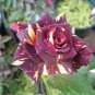 Memphis Music American Rose Shrub Flower 100 Seeds