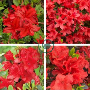 Fresh Rose Red Zalea Rhododendron 100 Seeds