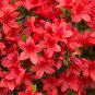 Fresh Rose Red Zalea Rhododendron 100 Seeds
