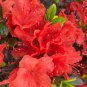 Fresh Rose Red Zalea Rhododendron 100 Seeds