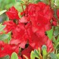 Fresh Rose Red Zalea Rhododendron 100 Seeds