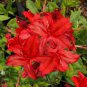 Fresh Rose Red Zalea Rhododendron 100 Seeds