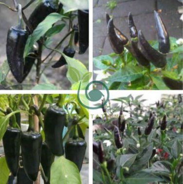 Black Rice Chilli Hot Pepper Vegetable 40 Seeds
