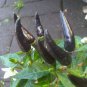 Black Rice Chilli Hot Pepper Vegetable 40 Seeds