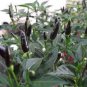 Black Rice Chilli Hot Pepper Vegetable 40 Seeds