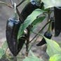 Black Rice Chilli Hot Pepper Vegetable 40 Seeds