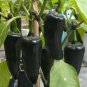 Black Rice Chilli Hot Pepper Vegetable 40 Seeds