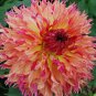 Myrtle's Folly Multi-colored Twisted Dahlia Flower 40 Seeds