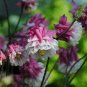 Rare Beautiful Pink White Edge Aquilegia Columbine 100 Seeds