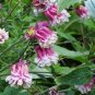 Rare Beautiful Pink White Edge Aquilegia Columbine 100 Seeds