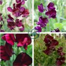 Dark Red Purple Sweet Pea Spencer 16 Seeds