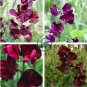 Dark Red Purple Sweet Pea Spencer 16 Seeds