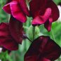 Dark Red Purple Sweet Pea Spencer 16 Seeds