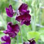 Dark Red Purple Sweet Pea Spencer 16 Seeds