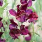 Dark Red Purple Sweet Pea Spencer 16 Seeds