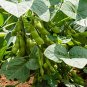 Heirloom Green Organic Edamame Vegetables 20 Seeds