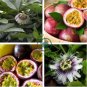 Purple Passiflora Edulis Germination Passion Fruits 60 Seeds