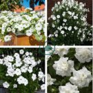 Mixed 4 Types of White Petunia 400 Seeds