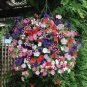 Heirloom Mixed Colorful Hanging Garden Petunia Flower 400 Seeds