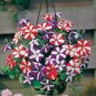 Heirloom Mixed Colorful Hanging Garden Petunia Flower 400 Seeds