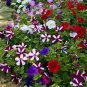 Heirloom Mixed Colorful Hanging Garden Petunia Flower 400 Seeds