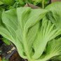 Heirloom Organic Green Leaf Mustard Brassica juncea Vegetables 240 Seeds