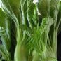 Heirloom Organic Green Leaf Mustard Brassica juncea Vegetables 240 Seeds