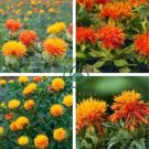 Safflower Carthamus Chinese Herbs Red Flower 80 Seeds
