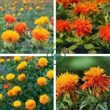 Safflower Carthamus Chinese Herbs Red Flower 80 Seeds