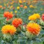 Safflower Carthamus Chinese Herbs Red Flower 80 Seeds