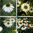 'Pow Wow' White Echinacea Coneflower 200 Seeds