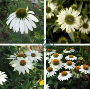 'Pow Wow' White Echinacea Coneflower 200 Seeds