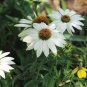 'Pow Wow' White Echinacea Coneflower 200 Seeds