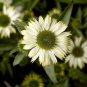 'Pow Wow' White Echinacea Coneflower 200 Seeds