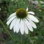 'Pow Wow' White Echinacea Coneflower 200 Seeds
