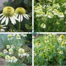 'Coconut Lime' Echinacea 200 Seeds