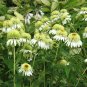 'Coconut Lime' Echinacea 200 Seeds